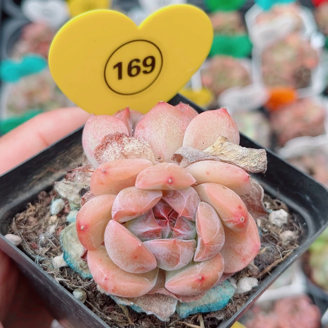 169号小老桩珍妮双头