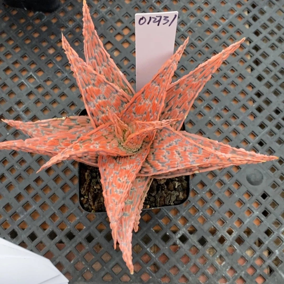 回**?012731园艺芦荟园艺芦荟