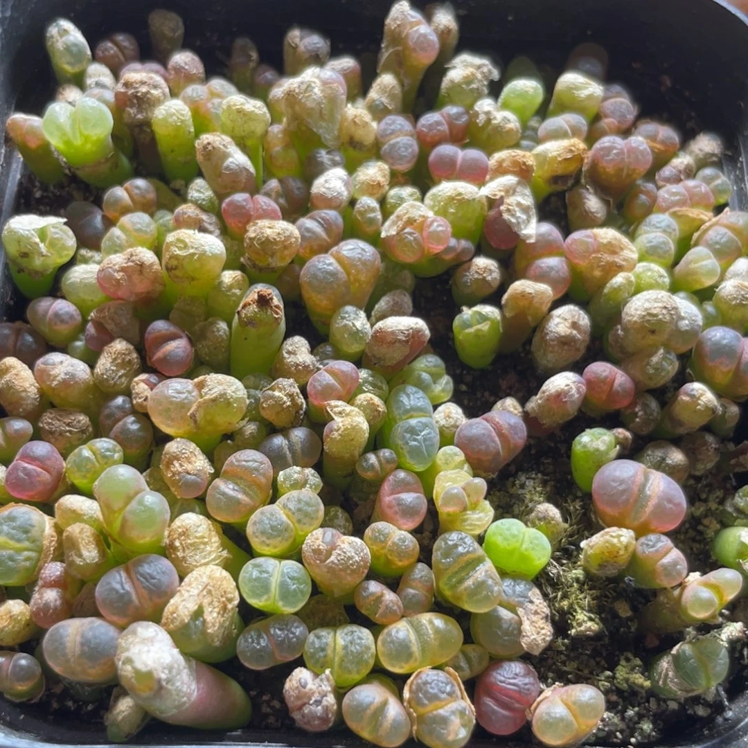 今晚大盆特价更新～33