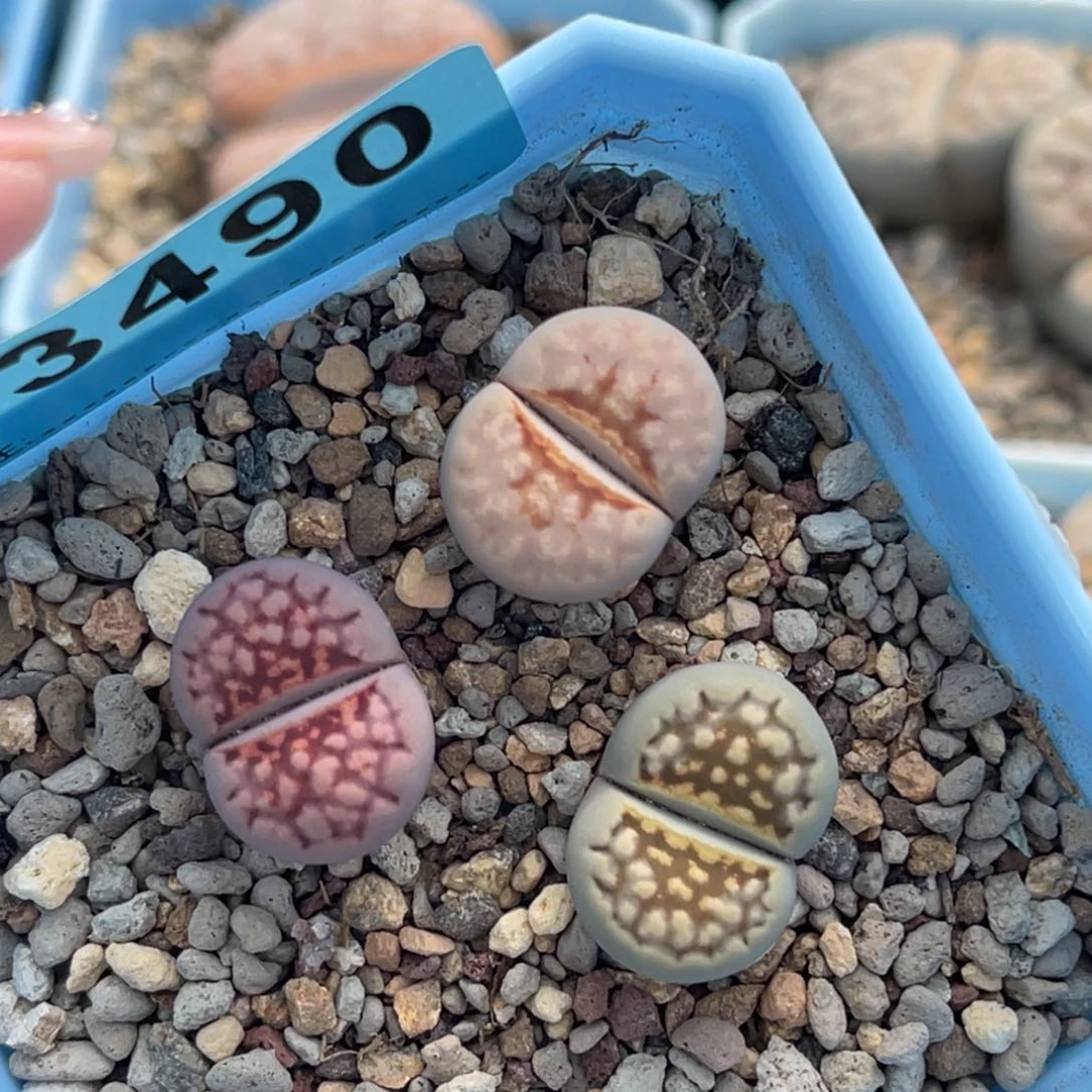 3490唇彩套三颗脱土发货