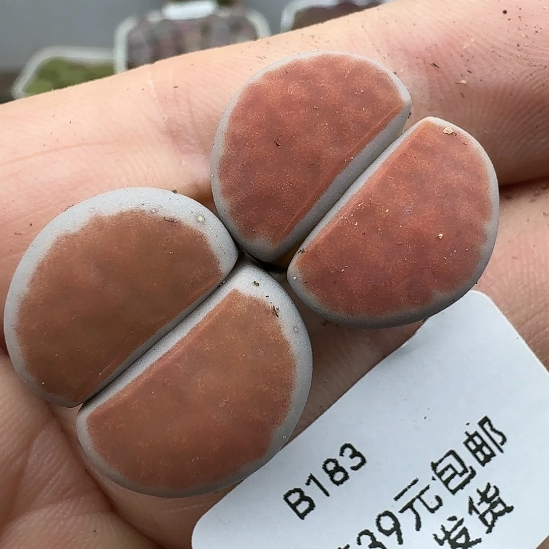 183多肉哈哈哈哈哈哈哈