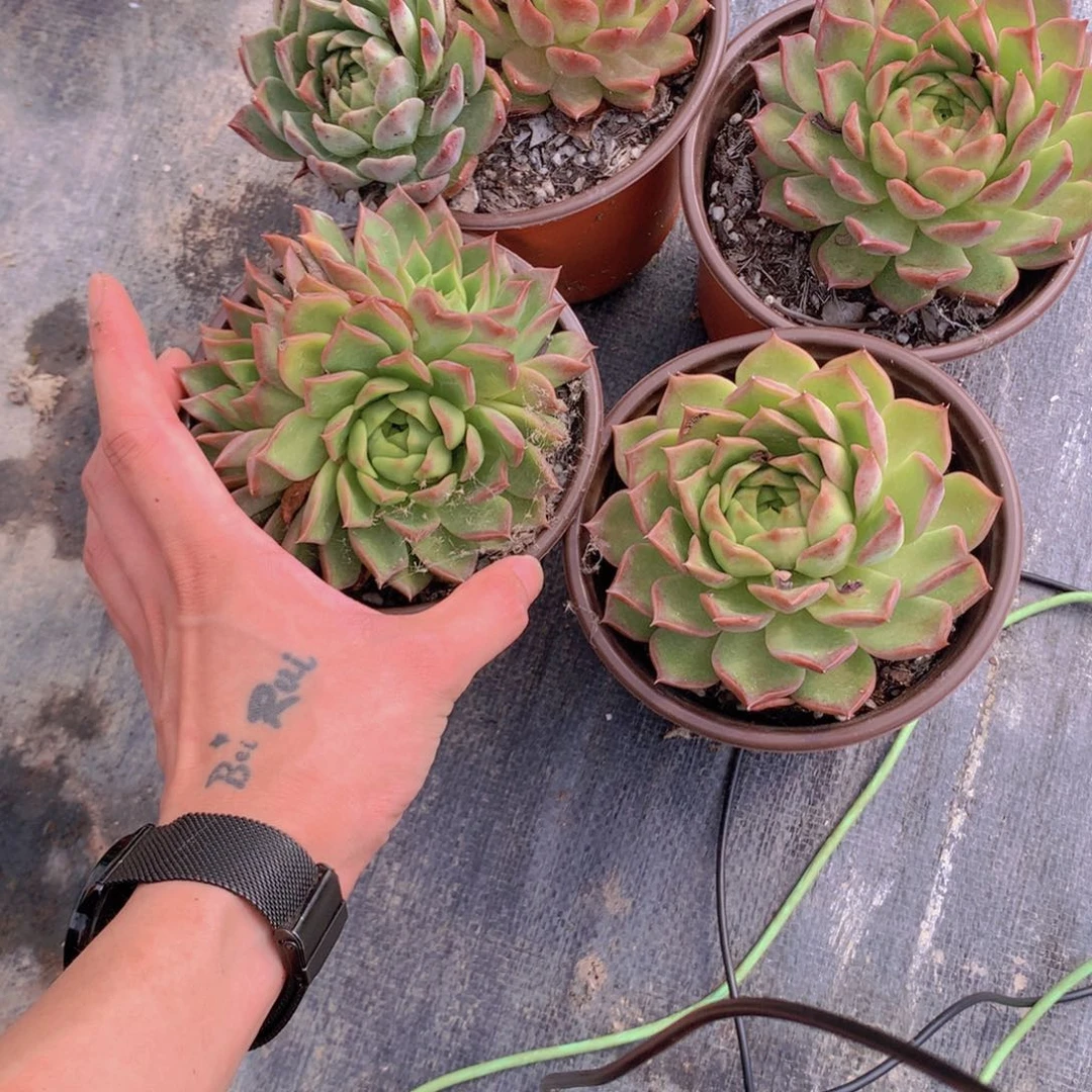 海螺4个快递包邮