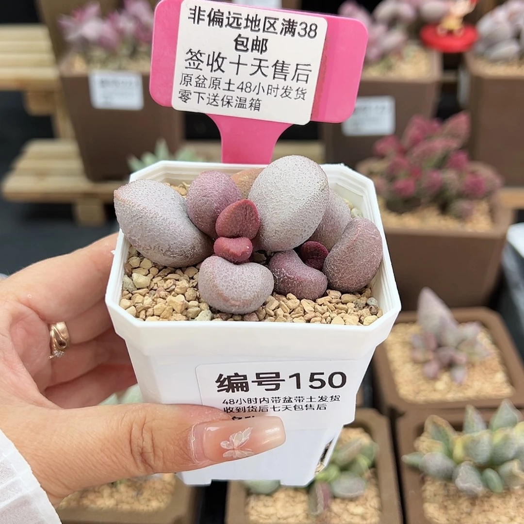 夏**1150甜心多肉植物