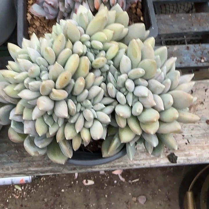 青蛙王子儿童牙膏套装11