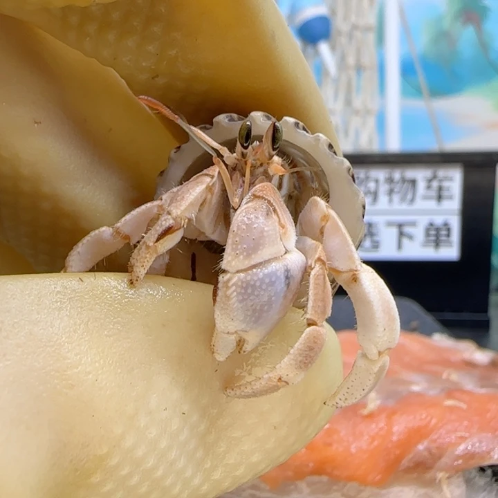 A36淡粉 灰白1.4cm口径