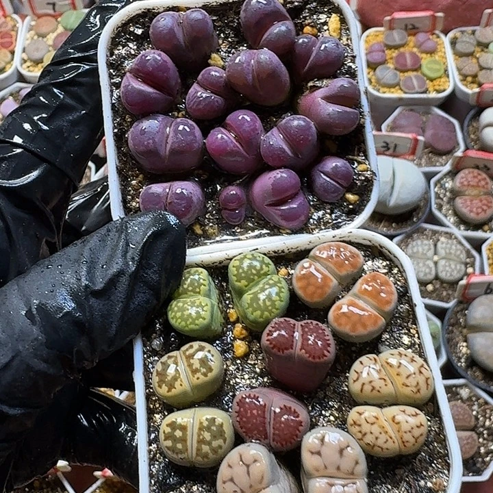 生石花福利2233。387号