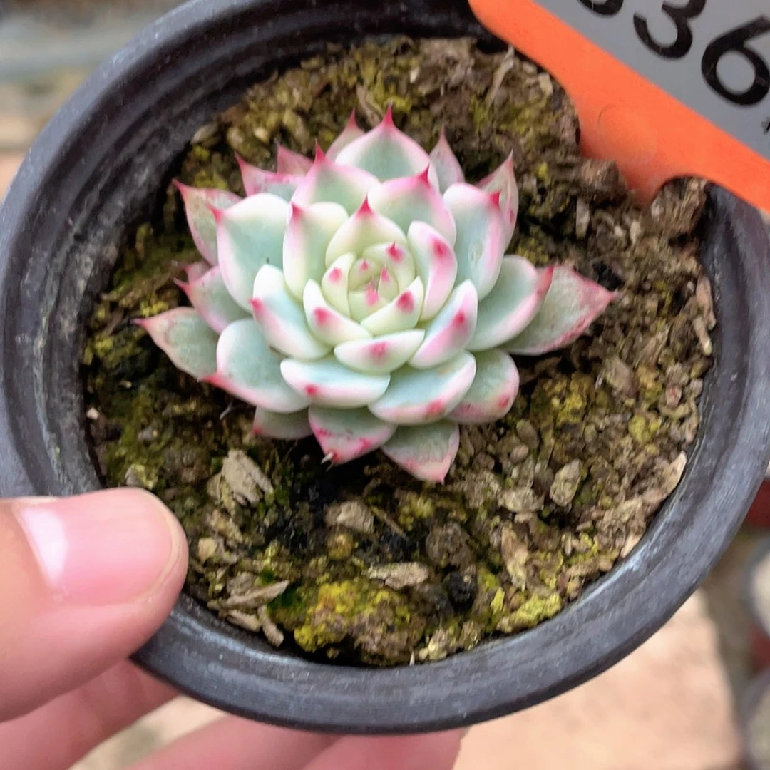 安***³336号多肉植物盆栽