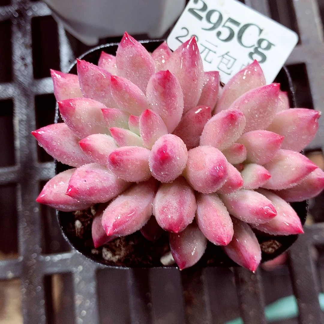 5厘米盆精控多肉295