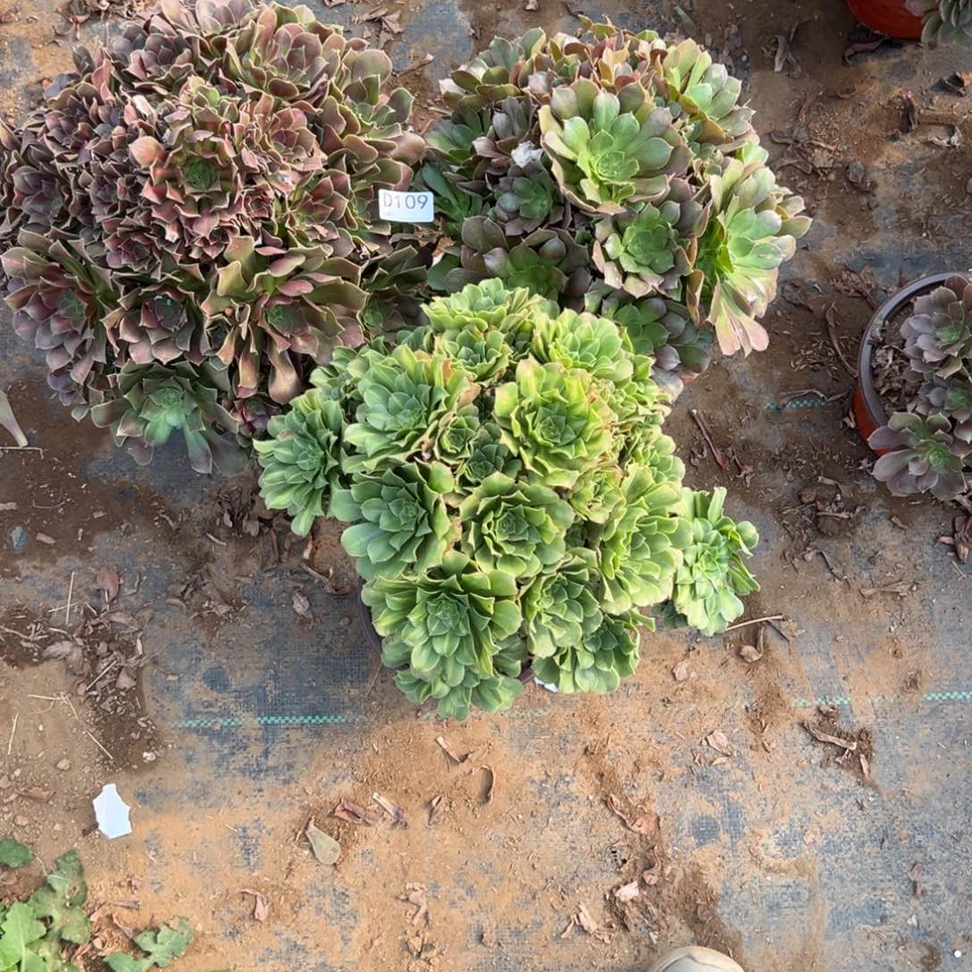 109三颗组合多肉植物法师多肉