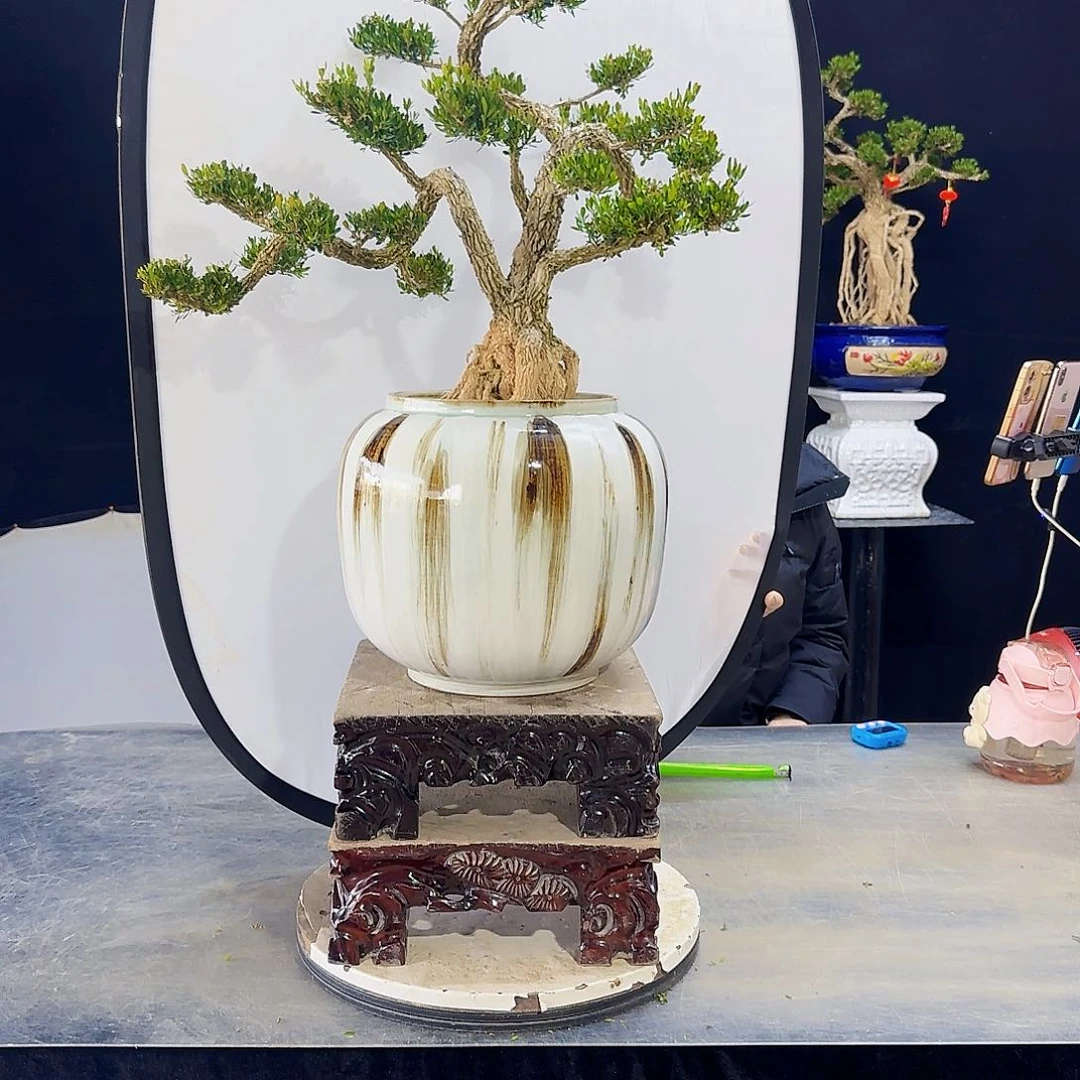 高端黄杨盆景艺术