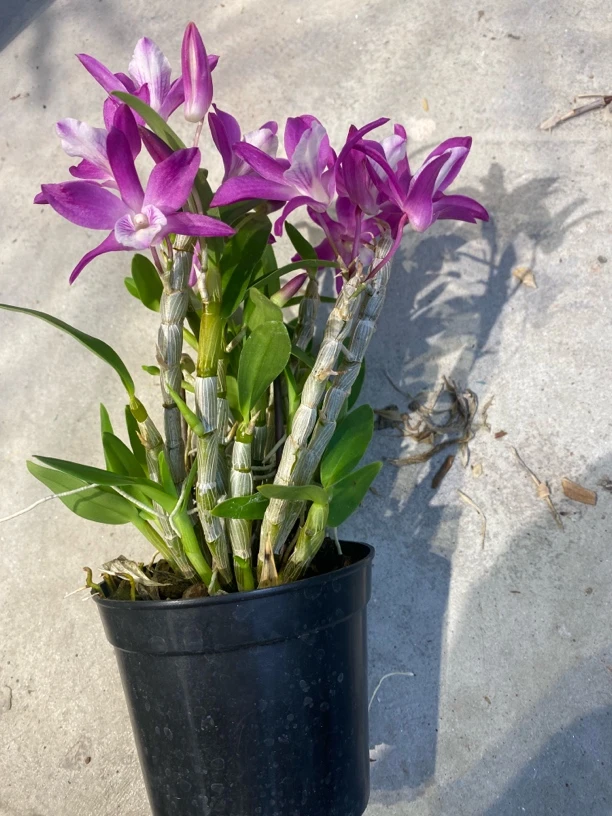 红火鸟春石斛花量大花期长好养活石斛兰