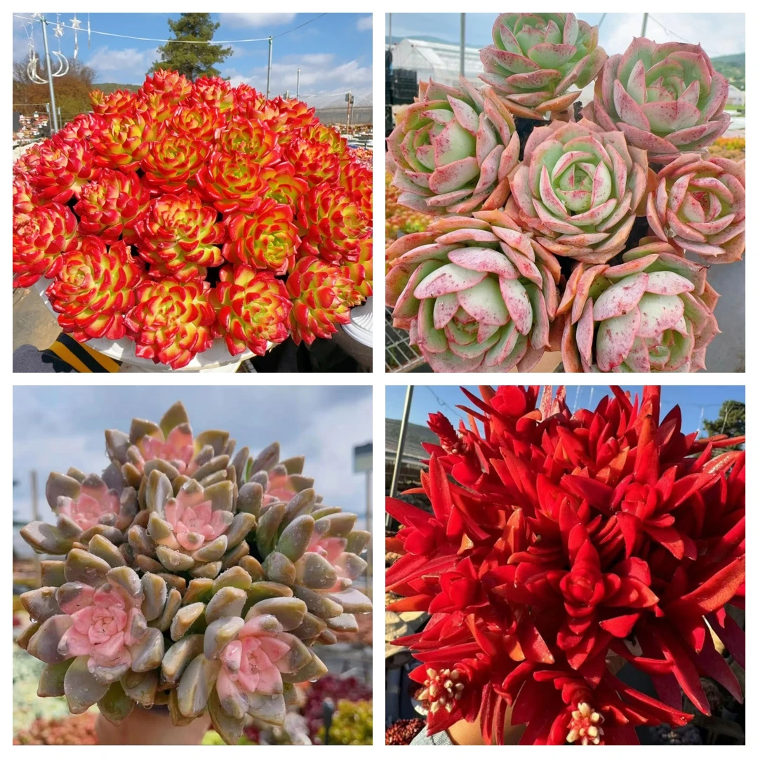 X 蒂亚+罗马盆组合   耐晒皮实 绿植 室内室外都能养