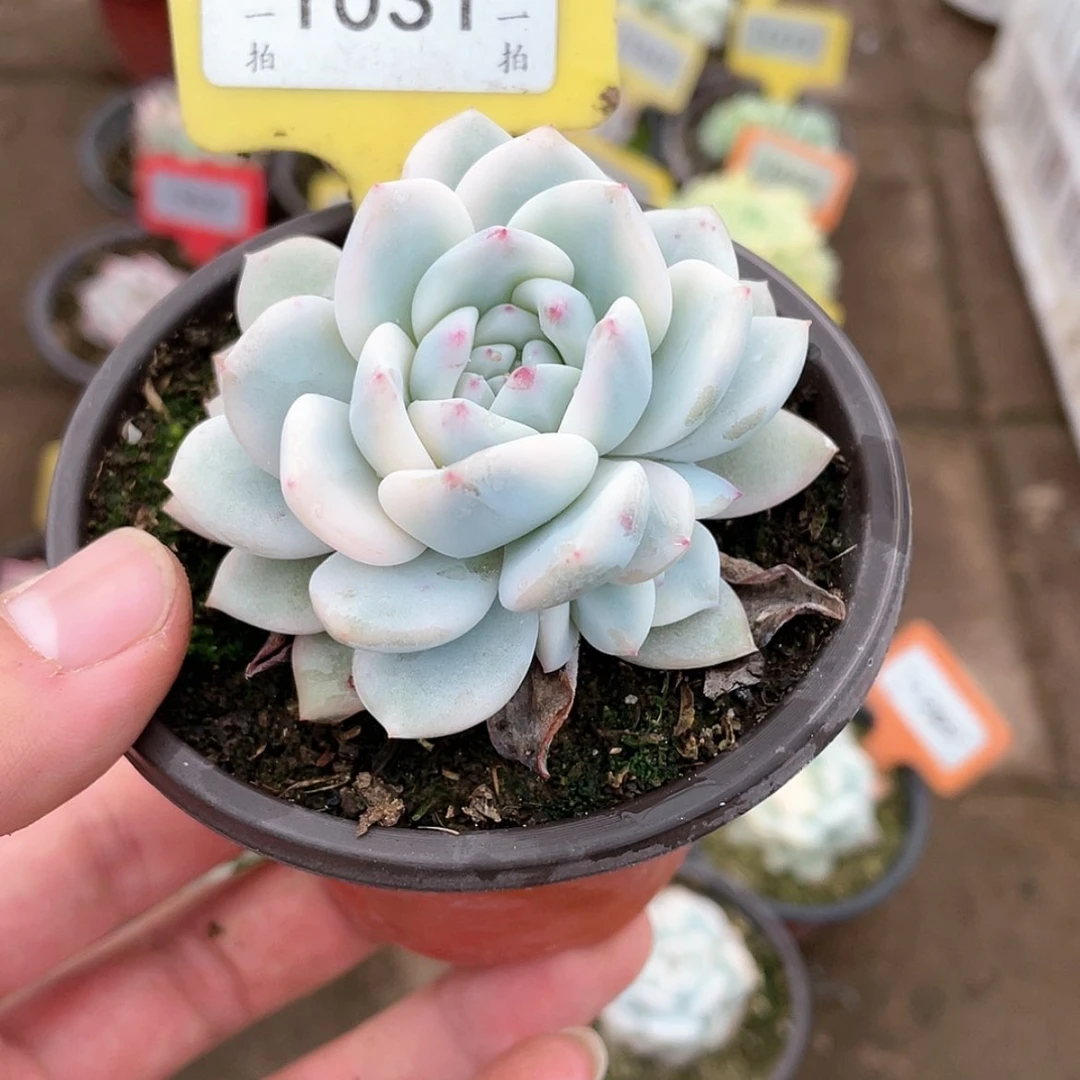 【闪购商品】1031号