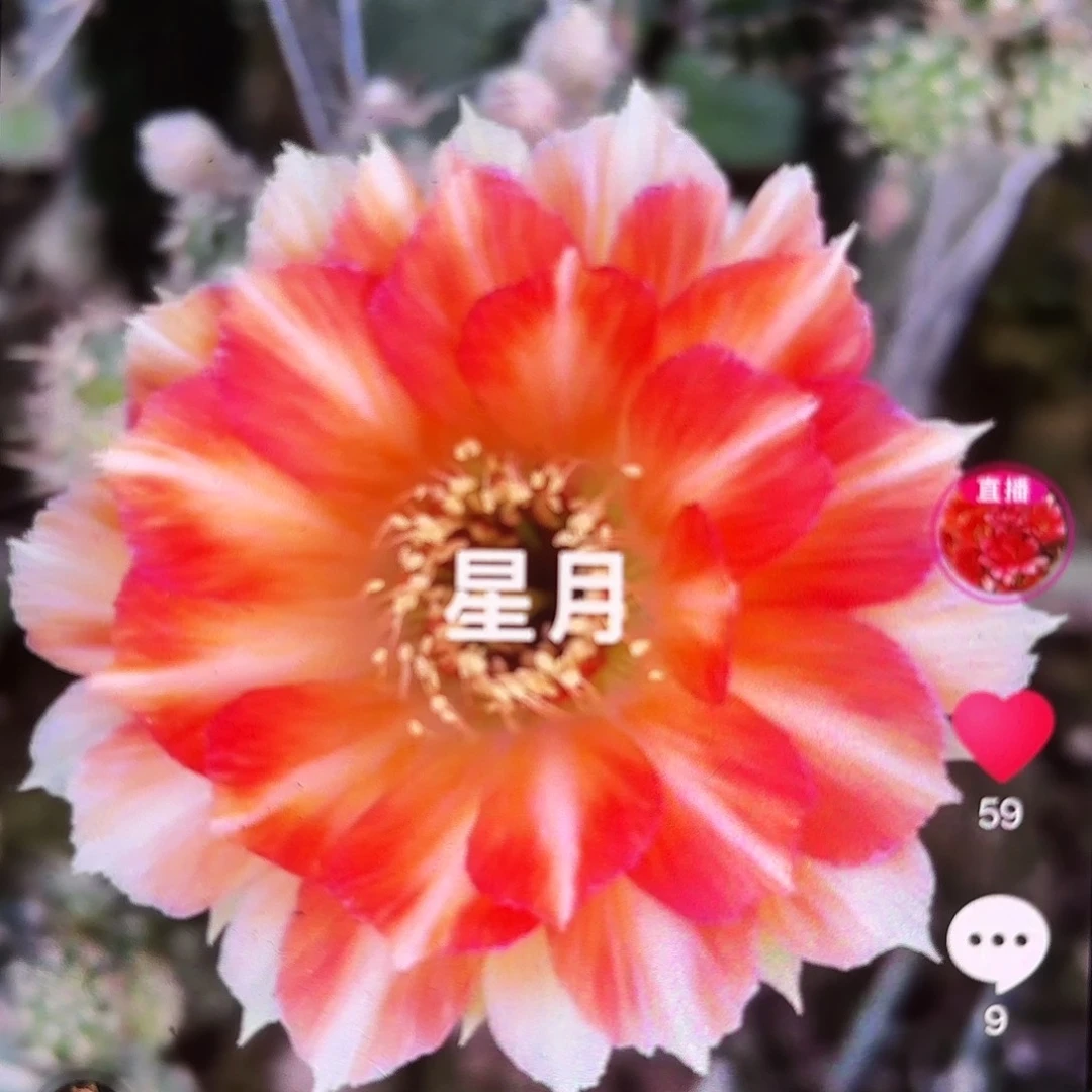 星月丽花袖普侧牙20包邮瑕疵