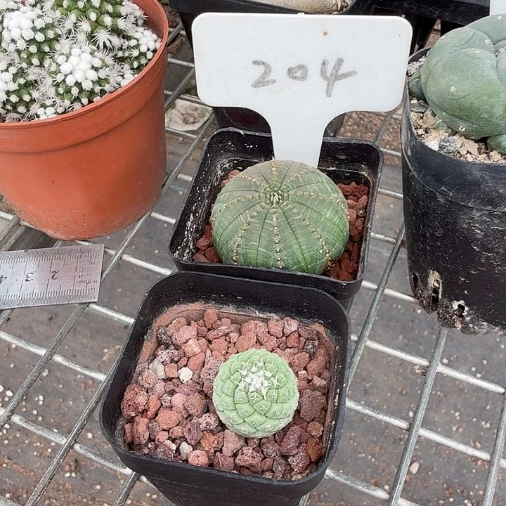 小***小组合2颗仙人球多头球