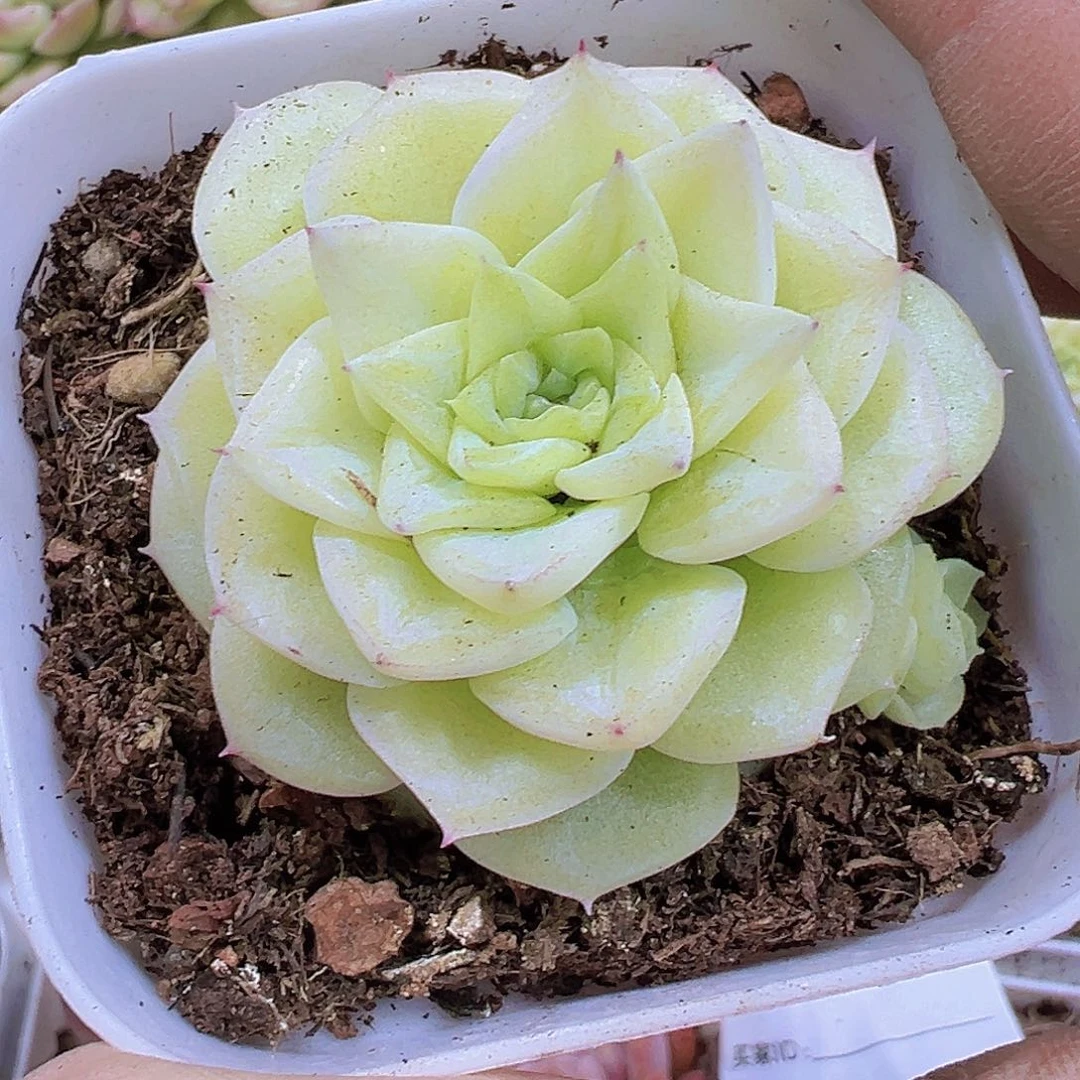 白天鹅19包邮之多肉