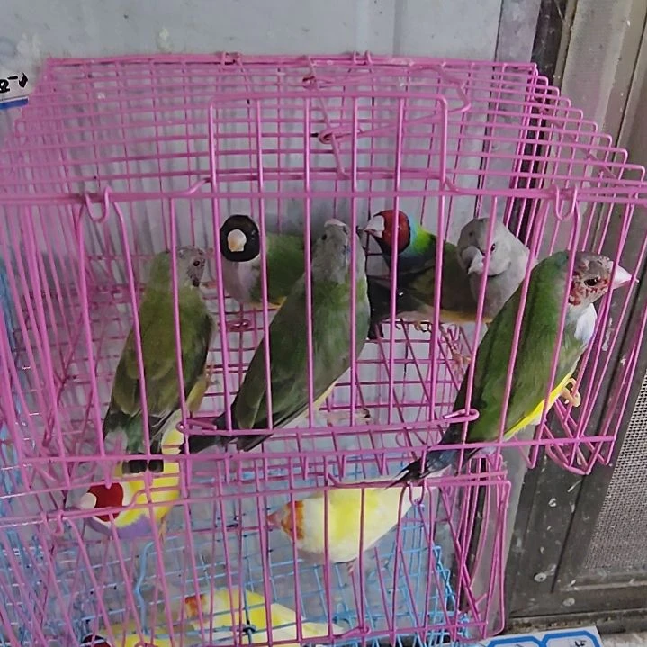 开***人文鸟特价绿背两对包活到家收到货拍开箱视频