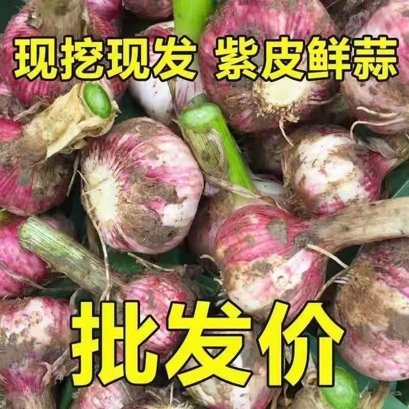 2025新鲜湿蒜开封杞县大蒜之乡紫白皮大蒜