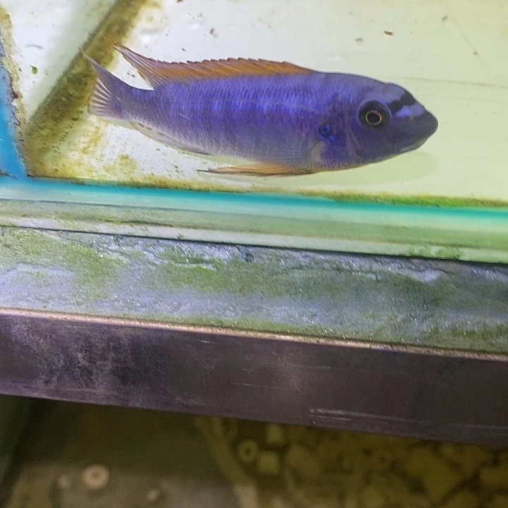 慈鲷鱼干干干干干干干干干