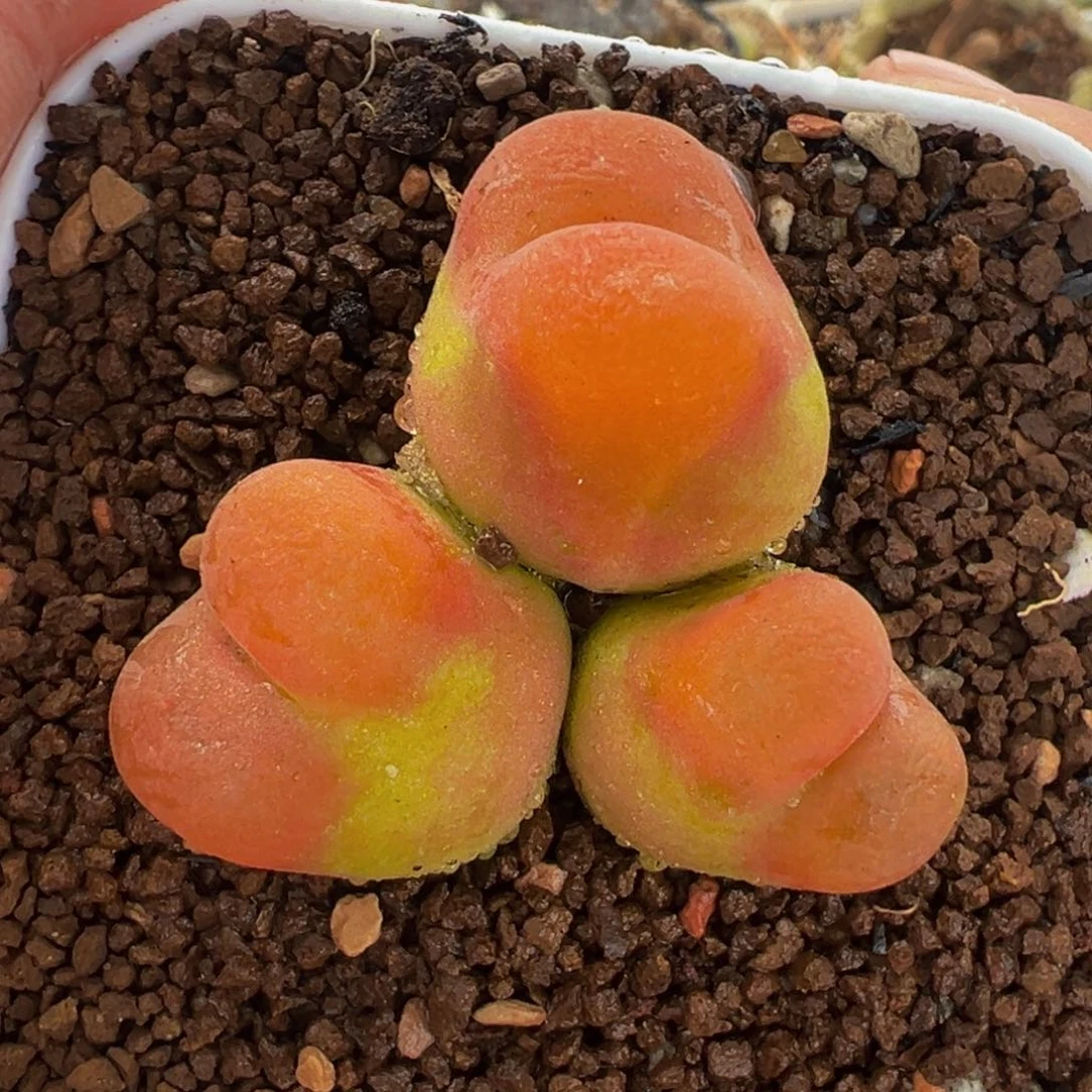 081多肉植物种类多样