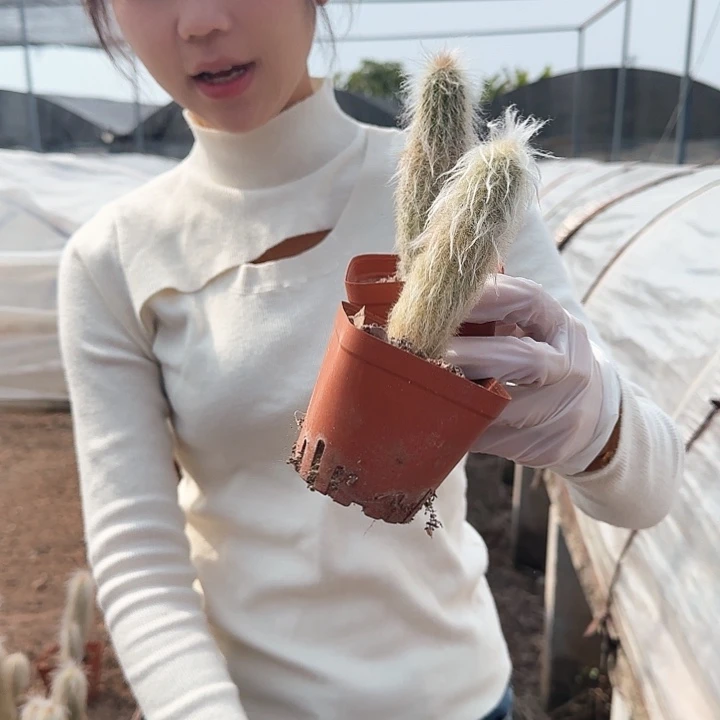 老乐两颗10cm1111111111111