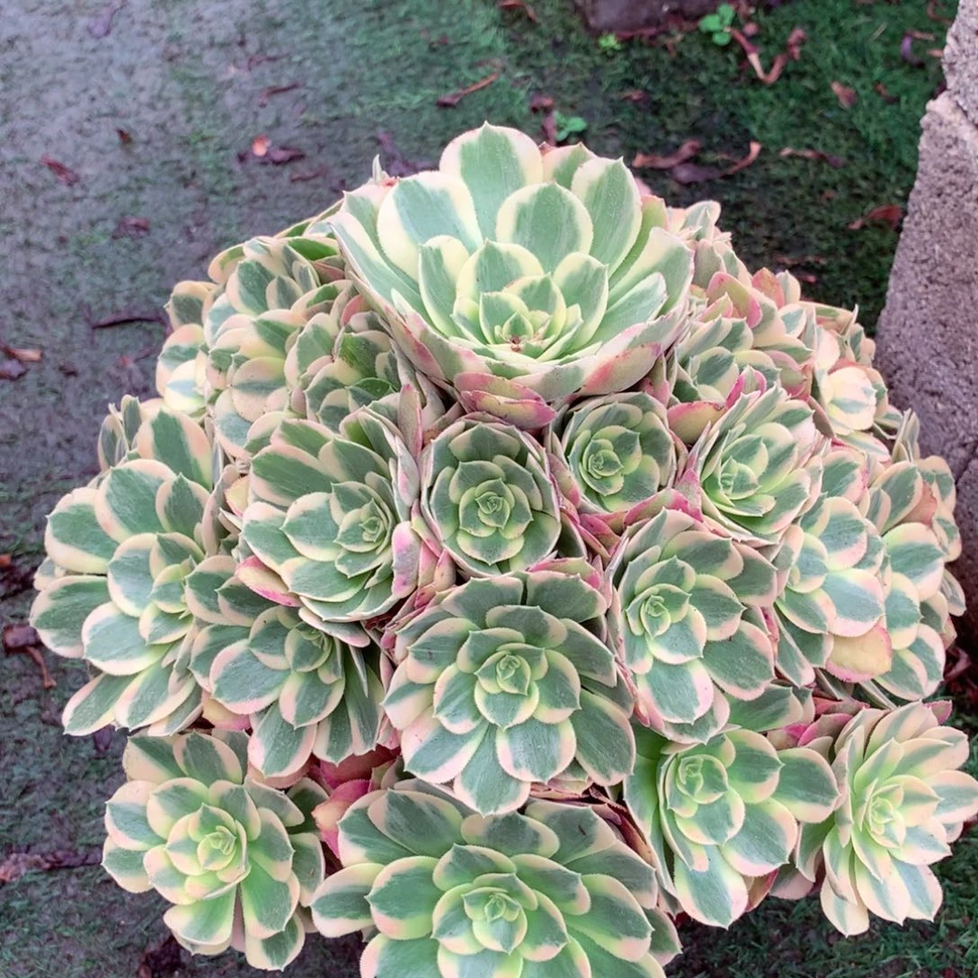 妖月捧花，多肉植物