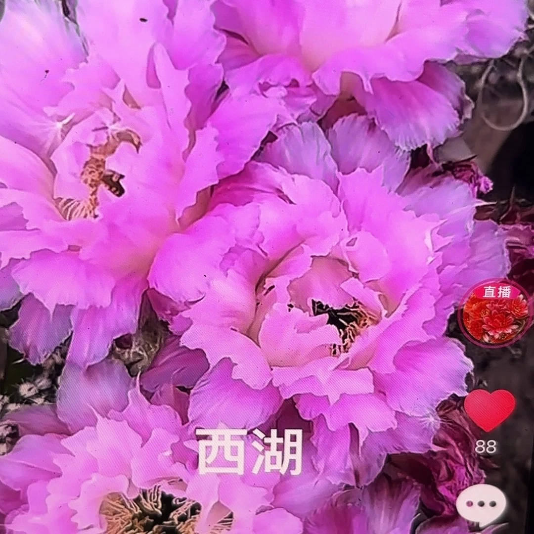 新粉落彩4-5公分侧牙20包邮39