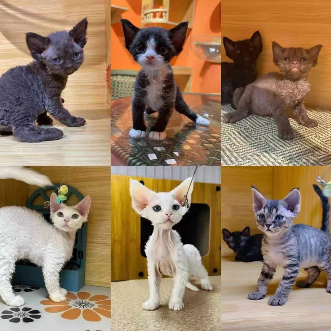 【小波浪德文猫舍】2号 猫咪活体链接