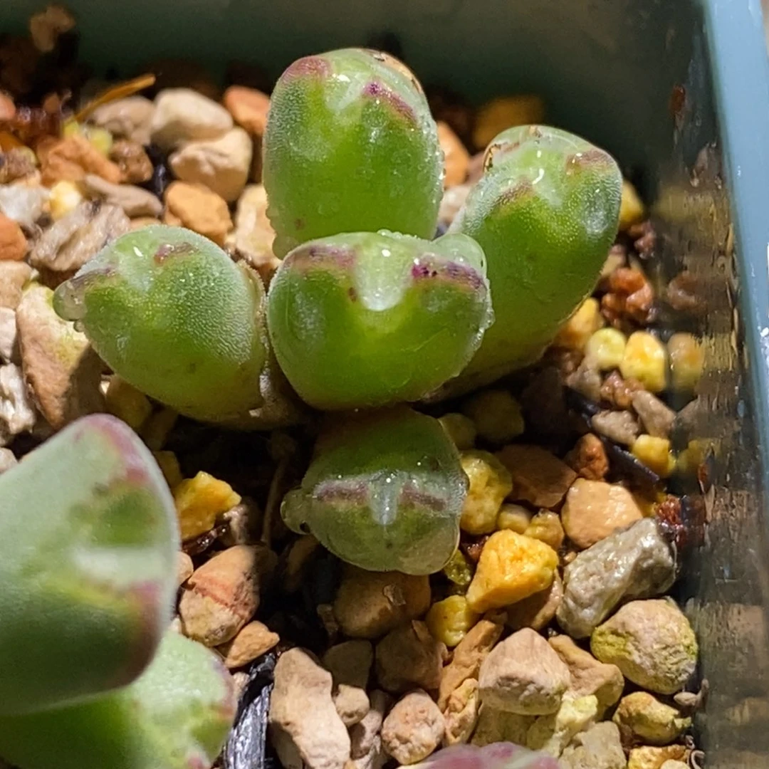 丹尼尔猪蹄丹尼尔猪蹄