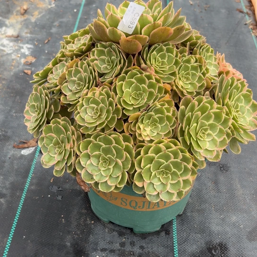 593大粉花妖多肉植物