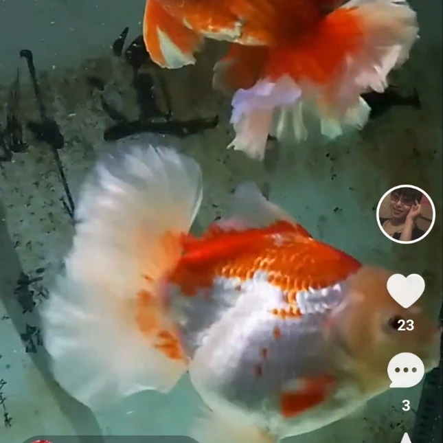 鸿运当头金鱼活鱼冷水观赏鱼好养耐活养鱼不加温福寿鱼泰狮百褶