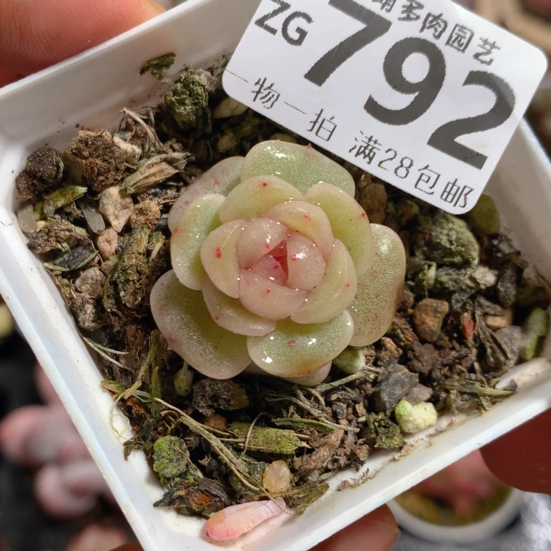5CM拇指盆精控多肉ZG792