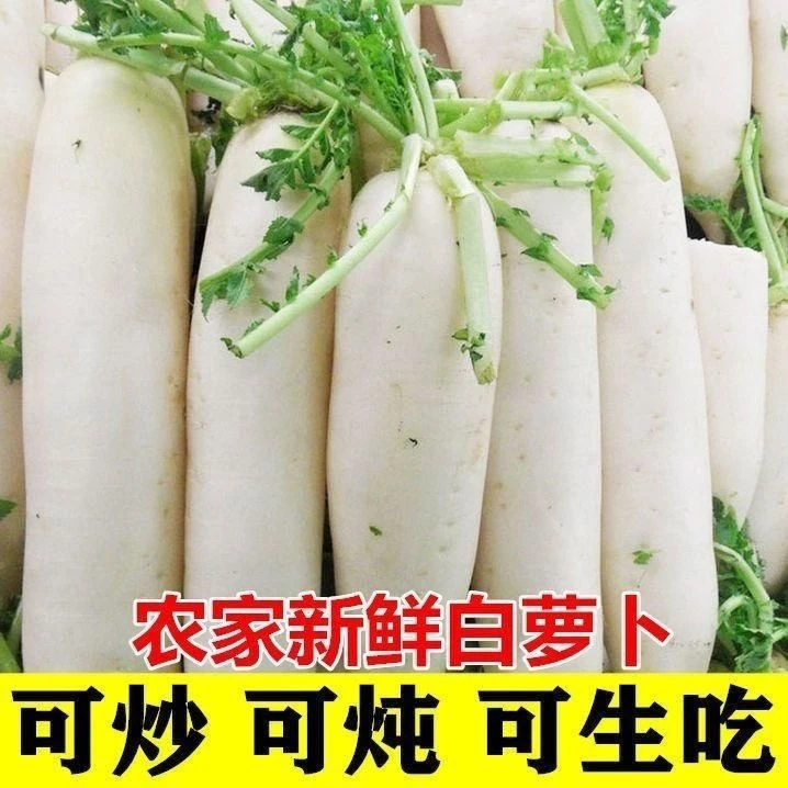 高山新鲜白萝卜脆甜蔬菜农家现挖现发泡菜腌菜食材