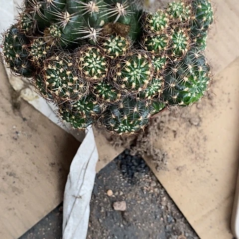 小粉丽花仙人球256788