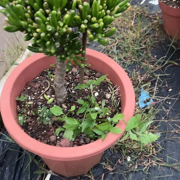 掌***福多肉植物实物直播实物69