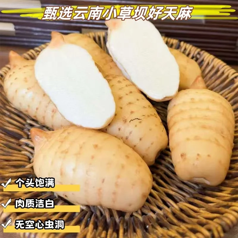 正宗野外（新鲜湿天乌麻）云南昭通彝良小草坝现挖发煲汤泡酒蒸鸡蛋