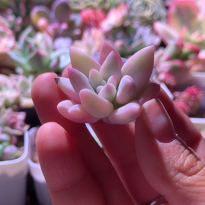 所罗门看透有杆子