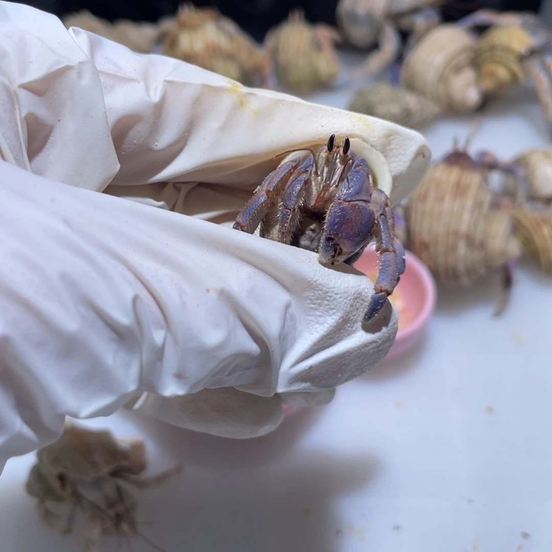 J10 紫陆深紫色1.6口