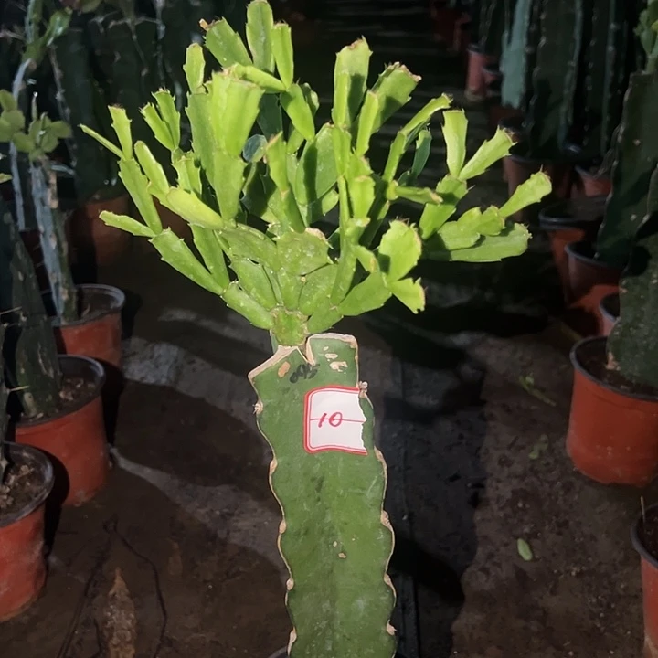 当前无花栽培后可以开花045  10