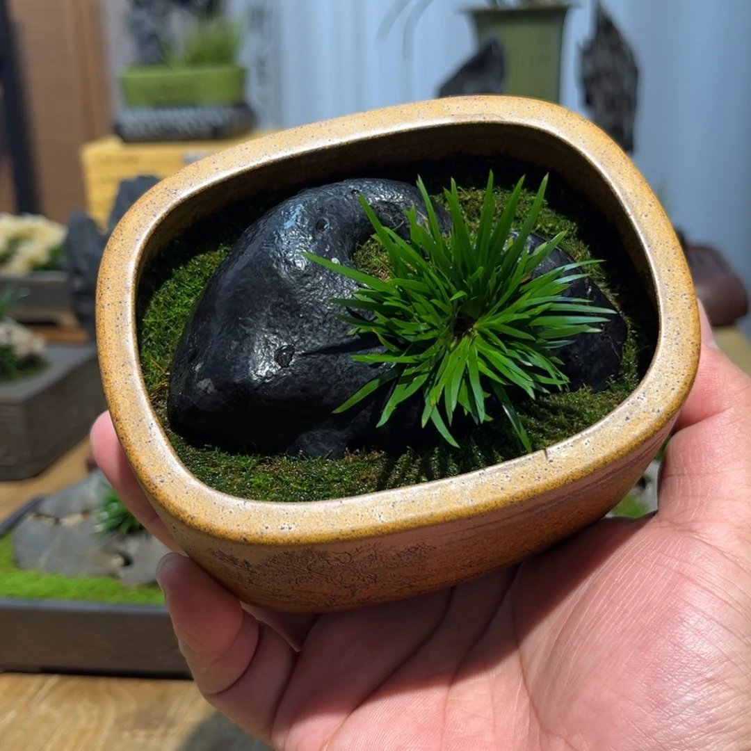 简***素紫砂花盆➕附石菖蒲