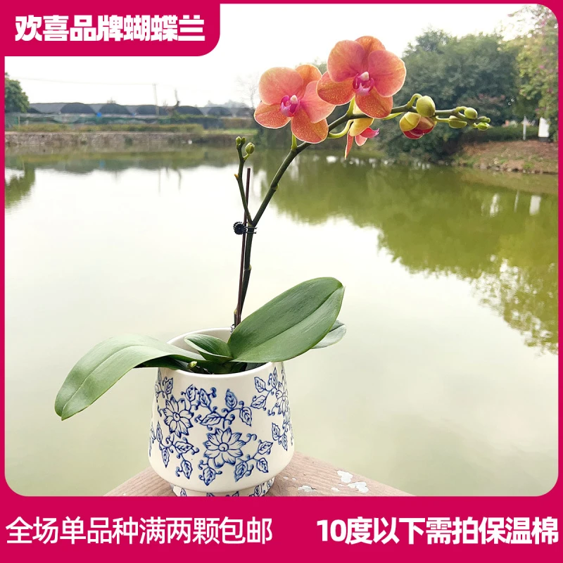 【金桔】蝴蝶兰室内客厅养 客厅餐厅 带花发货