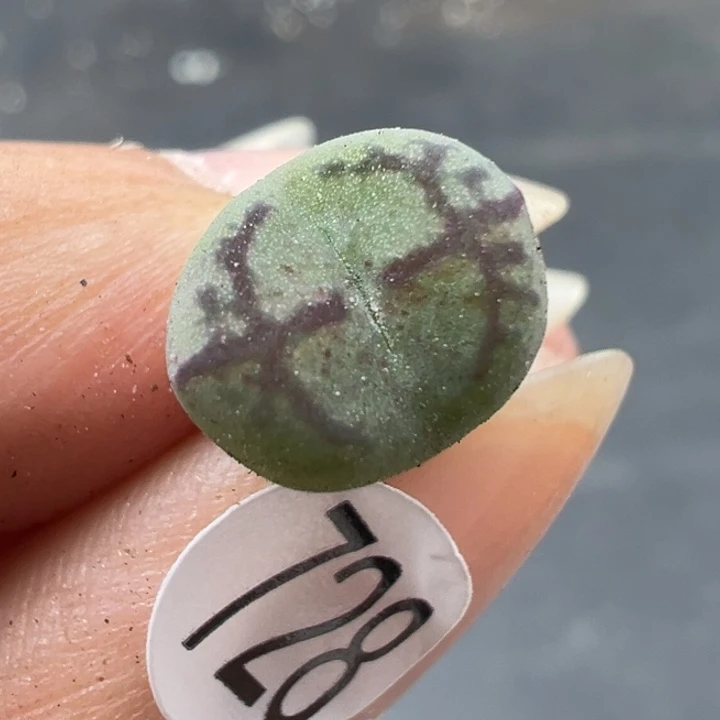 728干111111111111111