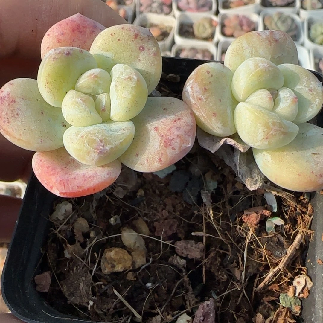 小卡拉米糖心一物一拍