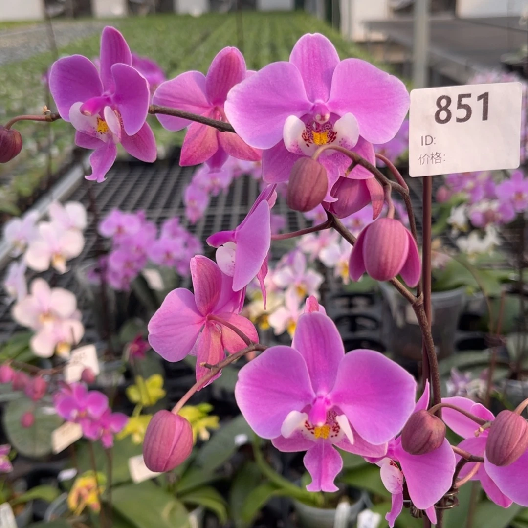 大部分花苞少量开放编号851西蕾丽云豹