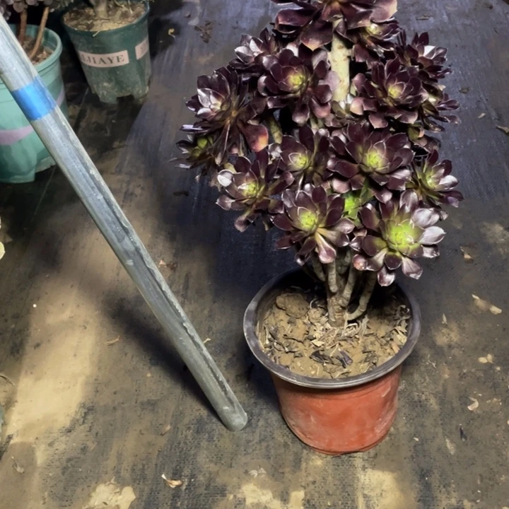 7黑法师多肉多肉植物多肉