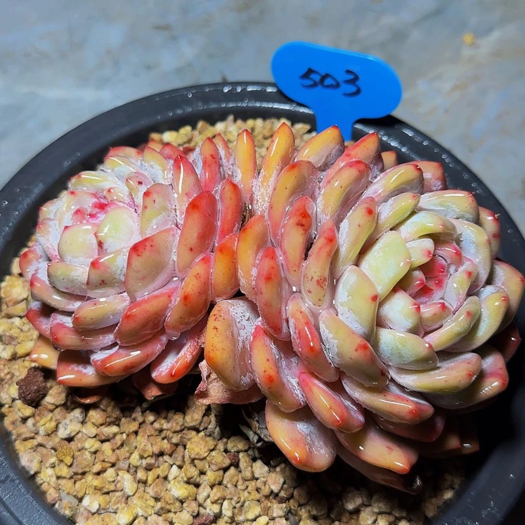 双头橙梦露503号一物一拍