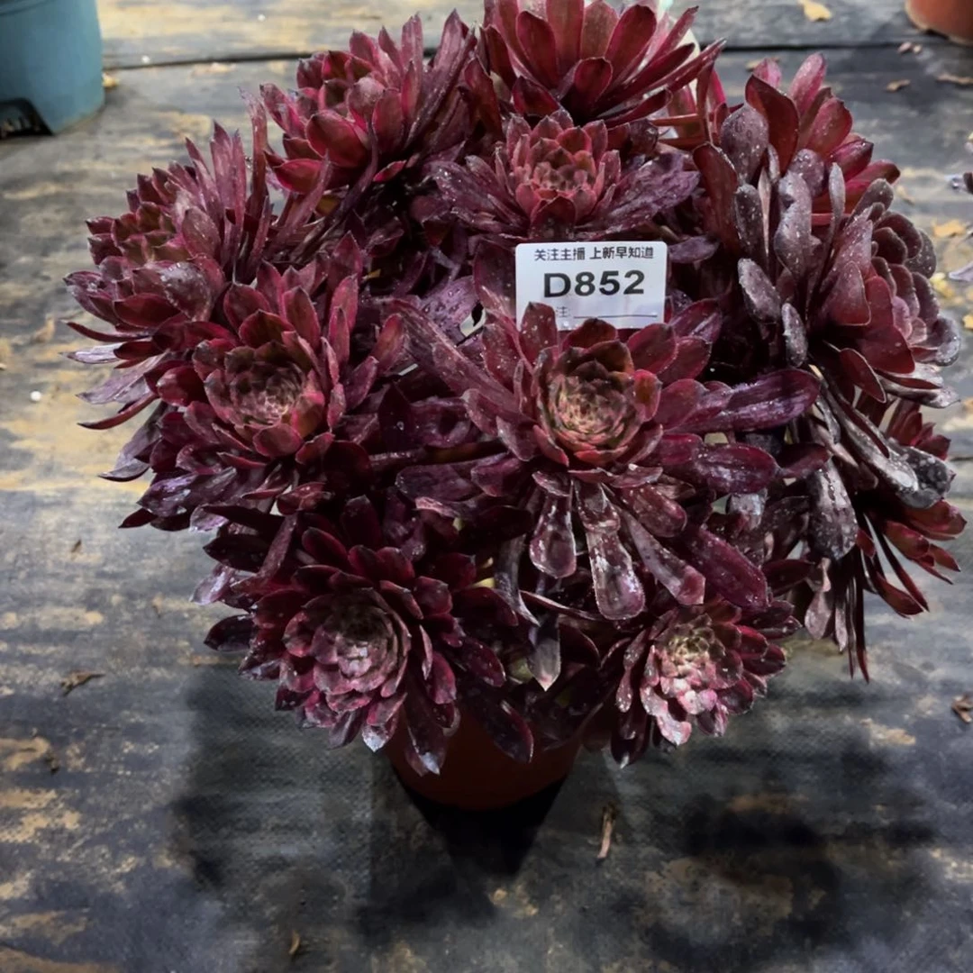 多肉植物852紫霞