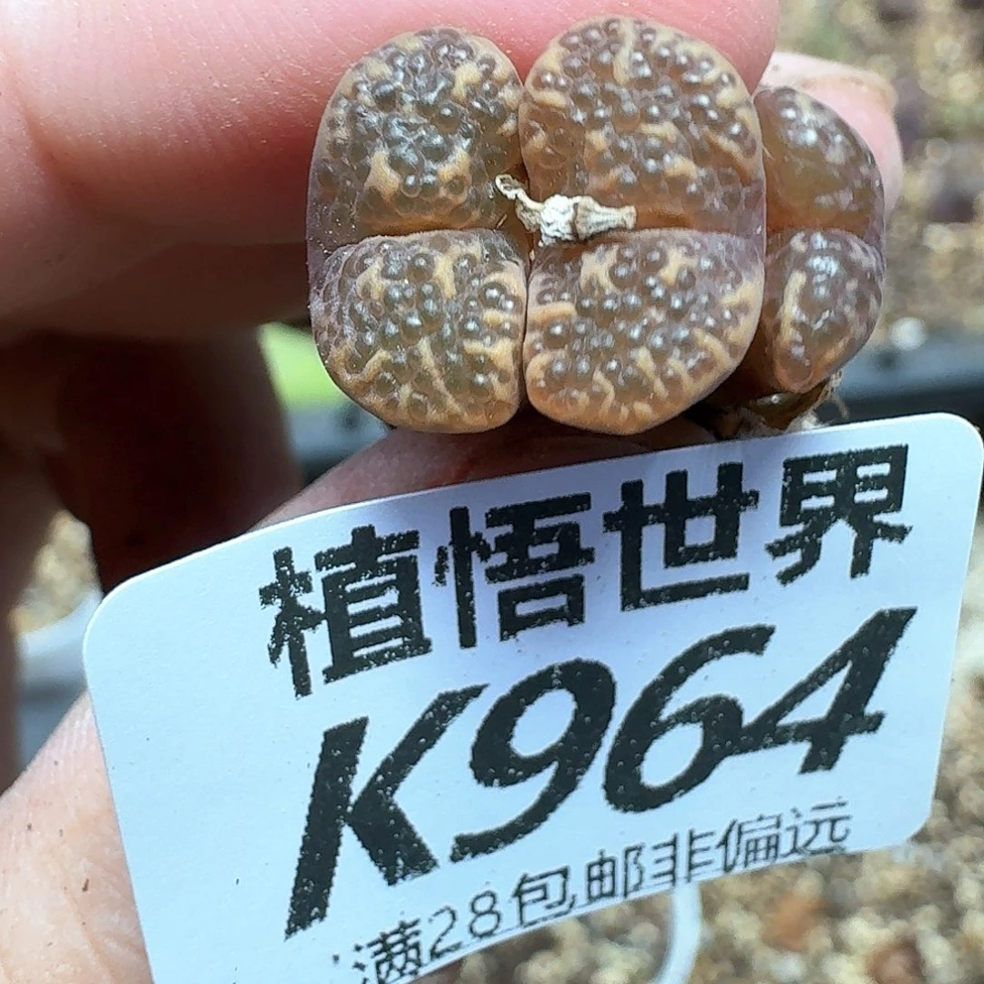 多肉植物的润泽方法