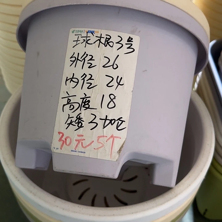 球根3#口径26无托果绿6个