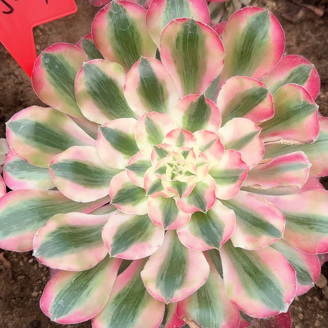 3-8504爱丽丝多肉法师